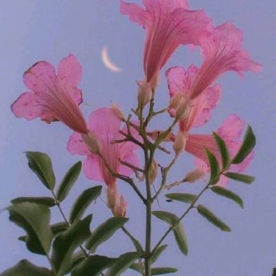 穿越联盟虫虫破解版下载
